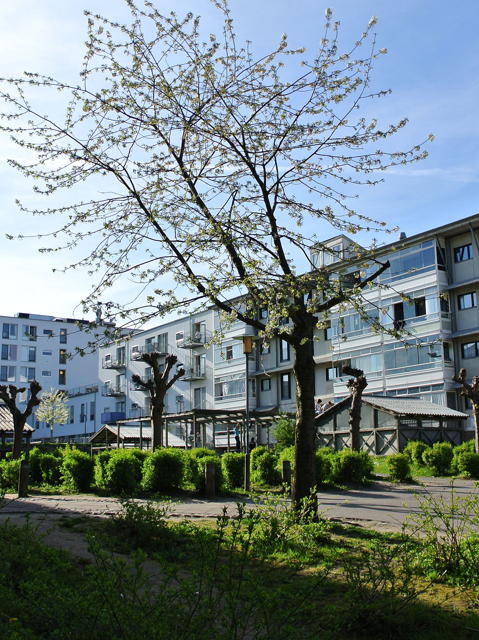 Egedalsvænge,  Kokkedal,  Renovering, Boligbyggeri, MT Højgaard Danmark